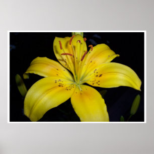Large Yellow Lilie Poster