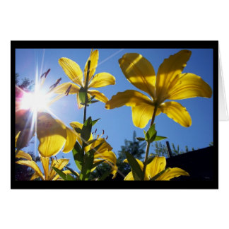 Large Yellow Lillies and Sunshine