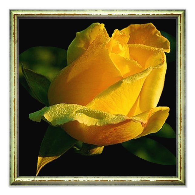 Large Yellow Rose Photo Print (Front)