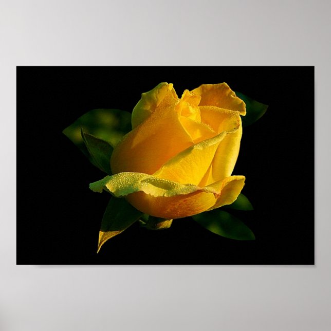 Large Yellow Rose Poster (Front)