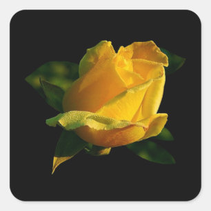 Large Yellow Rose Square Sticker