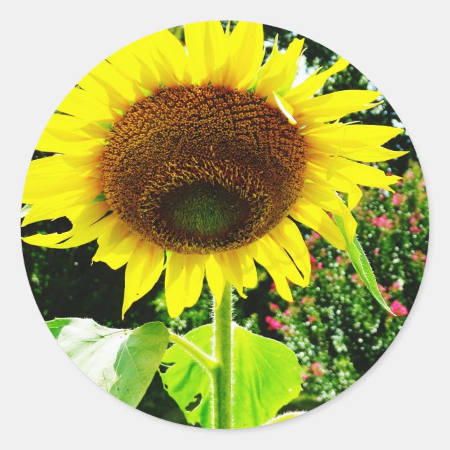 Large yellow Sunflower Classic Round Sticker (Front)