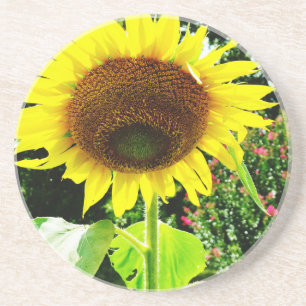 Large yellow Sunflower Coaster