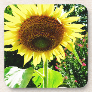 Large yellow Sunflower Coaster