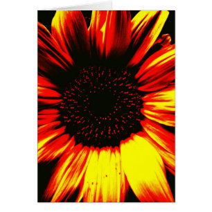 large yellow sunflower photographic art original