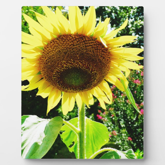 Large yellow Sunflower Plaque (Front)