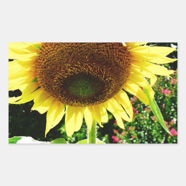 Large yellow Sunflower Rectangular Sticker (Front)