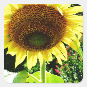 Large yellow Sunflower Square Sticker