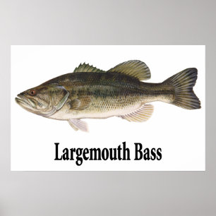 Largemouth Bass Poster