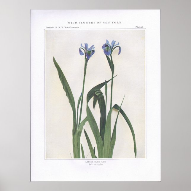 Larger Blue Flag - Iris versicolor Poster (Front)