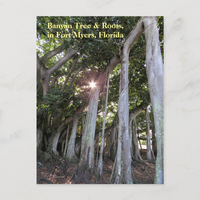 Largest Banyan tree Fort Myers Florida Postcard (Front)