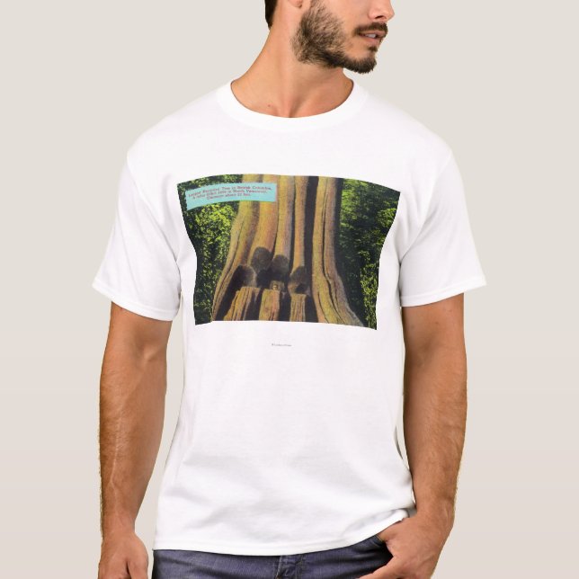 Largest Recorded Tree in BC 1896 Cedar Tree T-Shirt (Front)