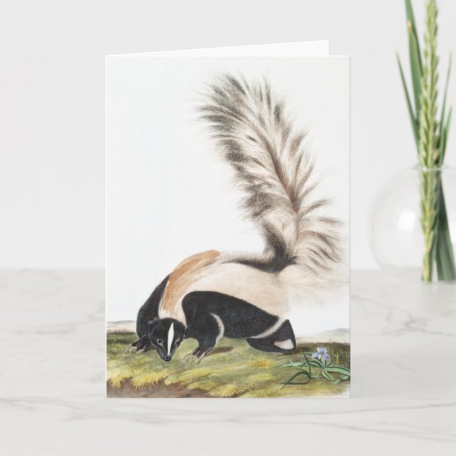 LargeTailed Skunk Mephitis macroura Illustration Card (Front)