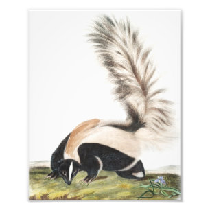 LargeTailed Skunk Mephitis macroura Illustration Photo Print