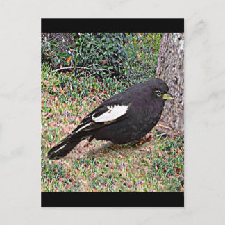 Lark Bunting (Colorado) Postcard
