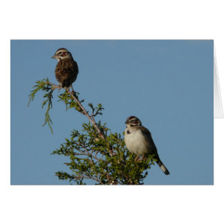 Lark Sparrow