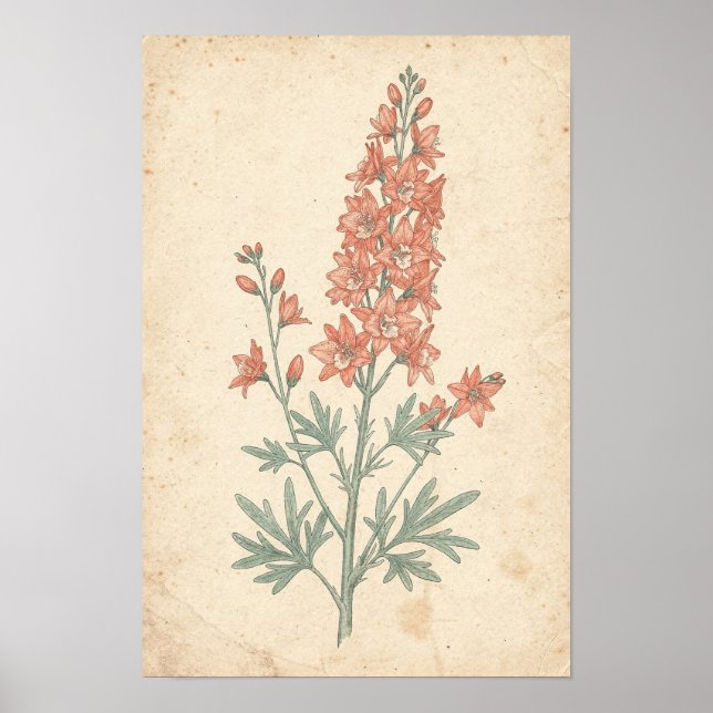 Larkspur Botanical Print | Flower Spike Study (Front)