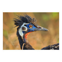 Last Light of the Grasslands – Bengal Florican