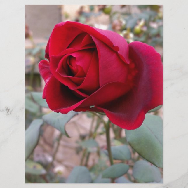 last red rose (Front)