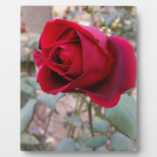 last red rose plaque