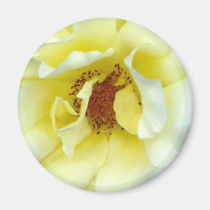 Last Rose of Summer button Magnet