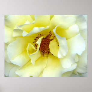 Last Rose of Summer Poster