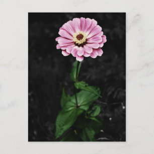 Lasting Impression Postcard