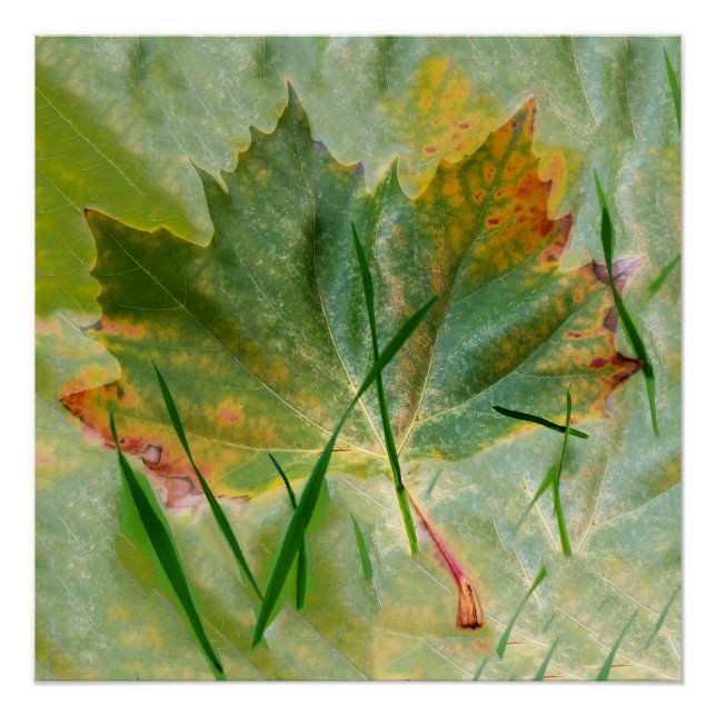 Late autumn poster (Front)