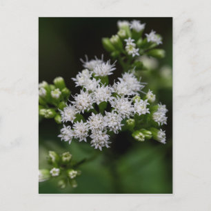 Late-flowering Boneset White Wildflower Postcard