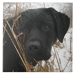 Late Season Hunt - Black Lab - Labrador Tile