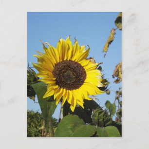 Late Season Sunflower Postcard