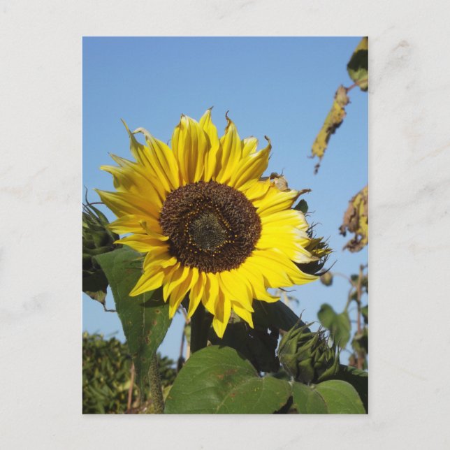 Late Season Sunflower Postcard (Front)