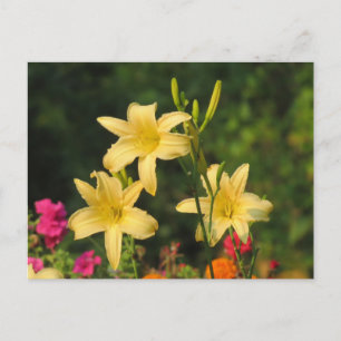 Late Summer Daylilies Postcard