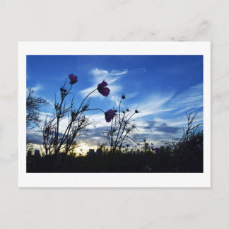 Late Summer Sky: Tokyo Postcard