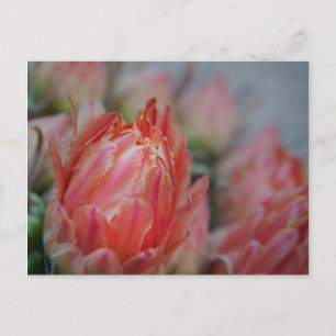 Late Summers bounty Postcard