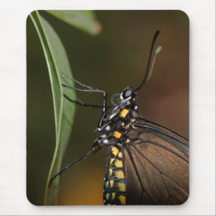 Lateral view of a Long wing Mouse Pad
