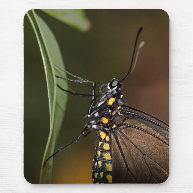 Lateral view of a Long wing Mouse Pad (Front)