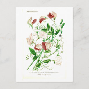 Lathyrus odoratus postcard