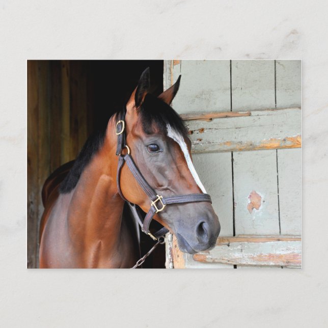 Latigo Trail Postcard (Front)