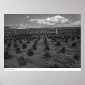 Latter Day Saints Citrus Orchard near Riverside Poster
