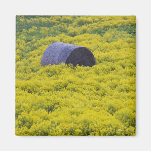 Latvia, Northeastern Latvia, Vidzeme Region, 2 Magnet