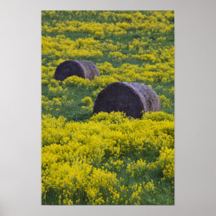 Latvia, Northeastern Latvia, Vidzeme Region, Poster