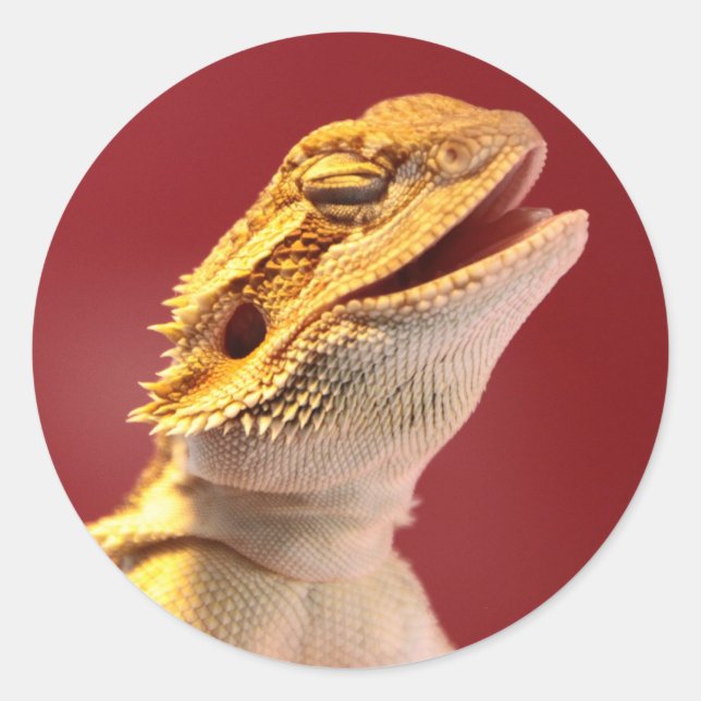 Laughing Bearded Dragon Classic Round Sticker (Front)
