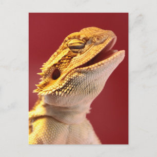 Laughing Bearded Dragon Postcard