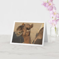 Laughing Camel