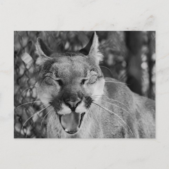 Laughing Cat Postcard (Front)