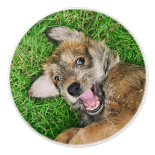 Laughing Dog Berger Picard Puppy, Decorative Ceramic Knob