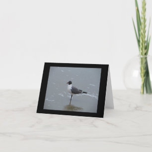 LAUGHING GULL ON THE BEACH NOTE CARD