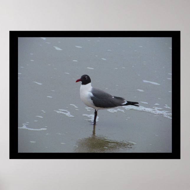 LAUGHING GULL  POSTER (Front)