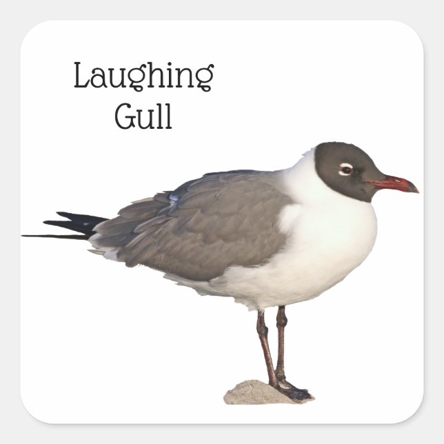 Laughing Gull Square Sticker (Front)